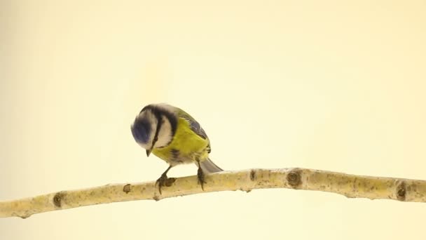 树枝上的欧亚蓝山雀 （蓝山雀） 中 — 图库视频影像