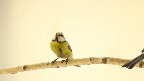 Two Eurasian Blue Tits (Cyanistes caeruleus) on branch on a white screen — Stock Video