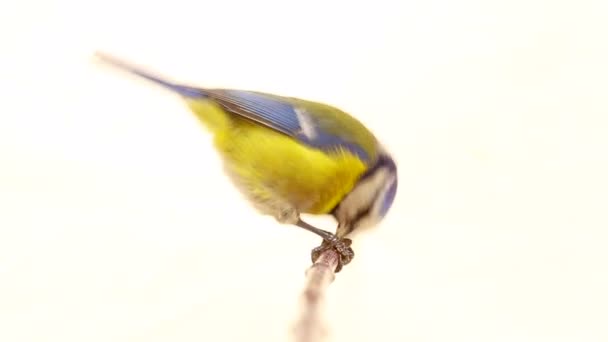 Євразійська синиця Блакитна (Cyanistes caeruleus) на гілці ізольовані на білий — стокове відео