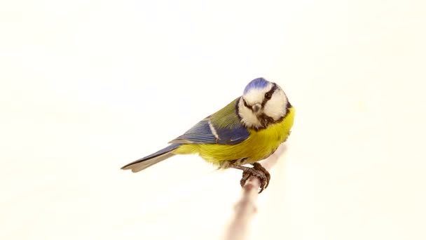 Eurasian Blue Tit (Cyanistes caeruleus) on branch isolated on a white — Stock Video