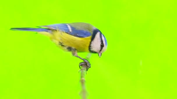 Teta azul euroasiática (Cyanistes caeruleus) en rama — Vídeo de stock