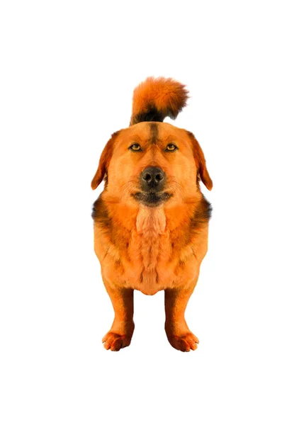 Un cachorro rojo — Foto de Stock