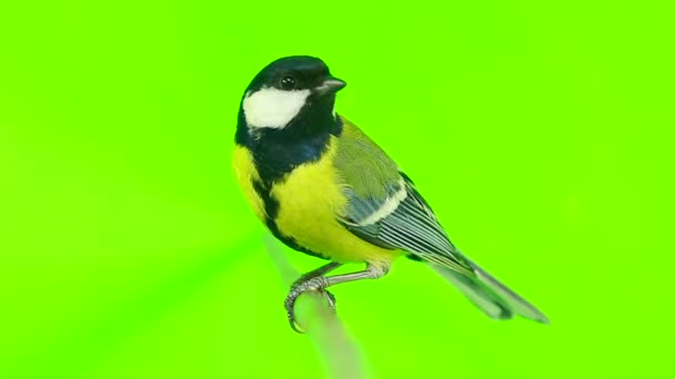 Titmouse isolated on a green — Stock Video