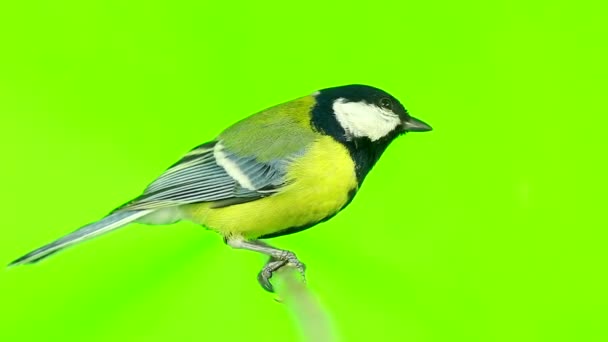 Titmouse isolated on a green — Stock Video