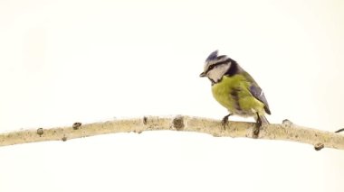 Eurasian Blue Tit (Cyanistes caeruleus)