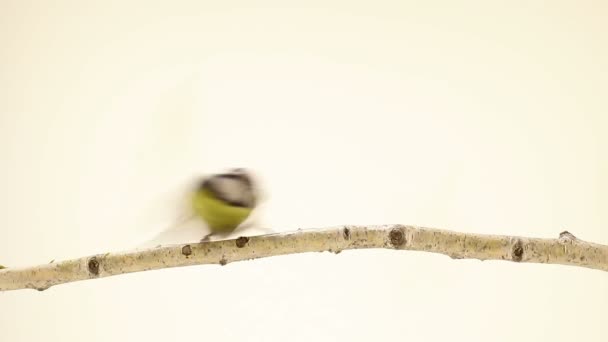 Teta azul euroasiática (Cyanistes caeruleus ) — Vídeos de Stock