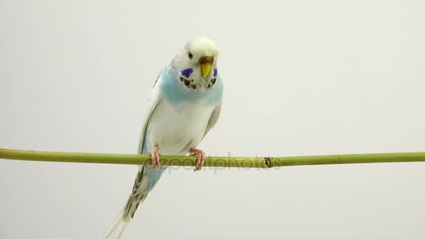 Budgie en el fondo blanco — Vídeo de stock