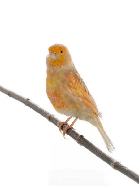 A feo canary — Stock Photo, Image