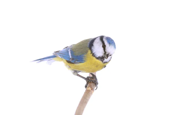 Eurasian Blue Tit — Stock Photo, Image