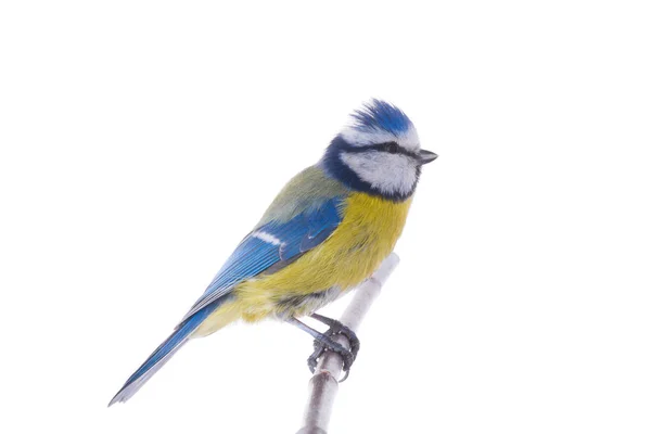 Eurasian azul tit — Fotografia de Stock