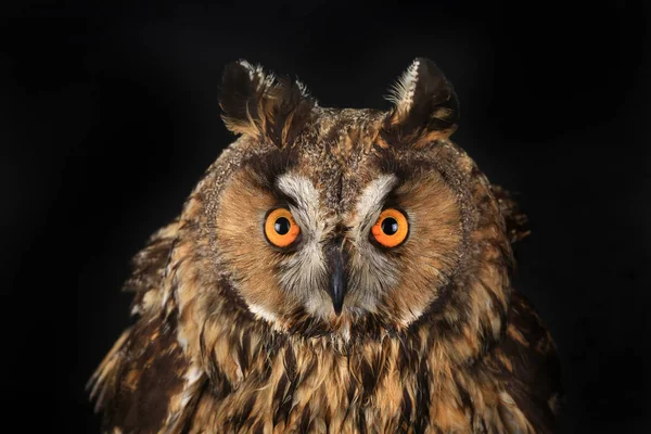 Owl portrait on a black — Stock Photo, Image