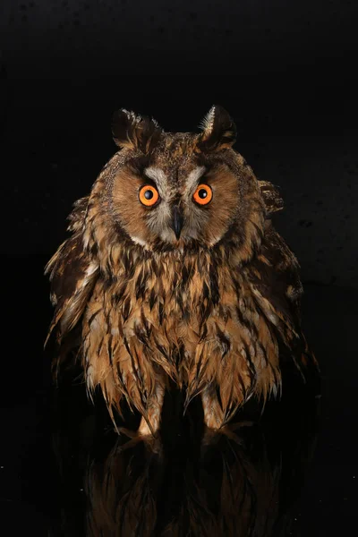 Owl standing in water — Stock Photo, Image
