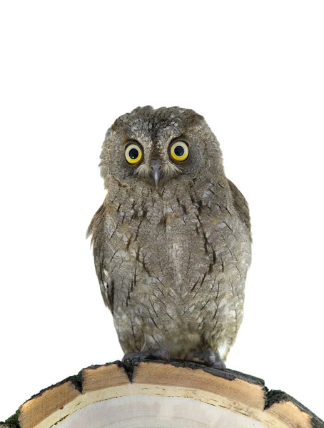 European scops owl — Stock Photo, Image