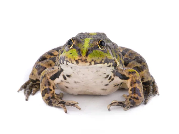 개구리는 흰색 절연 — 스톡 사진
