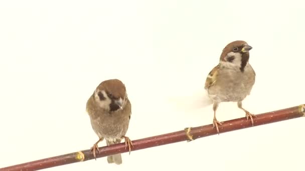 Sparrows isolations on a white screen — Stock Video