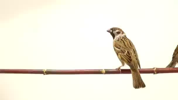 Sparrows isolations on a white screen — Stock Video