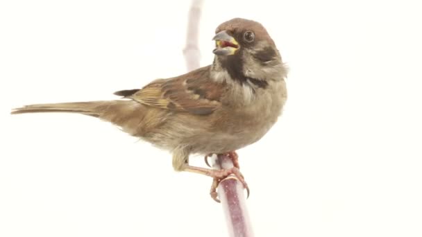 Sparrow izolace na bílé plátno — Stock video