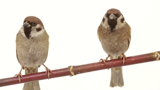 Dva vrabci izolace na bílé plátno — Stock video