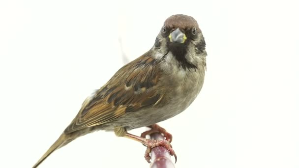 Sparrow isoleringar på en vit skärm — Stockvideo