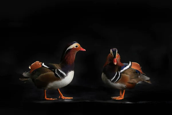 Deux canards mandarins — Photo