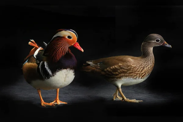 Два mandarin качки — стокове фото
