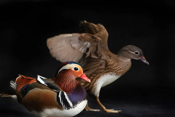 Two mandarin ducks — Stock Photo, Image