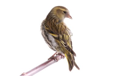female siskin isolated on a white clipart