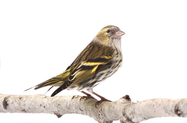 Female siskin isolated on a white — Stock Photo, Image