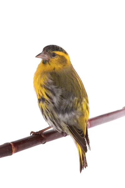 Male siskin solated on a white — Stock Photo, Image