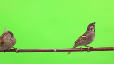 serçeler izolasyonların bir yeşil