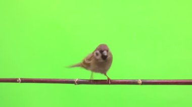 Serçe izolasyonların bir yeşil