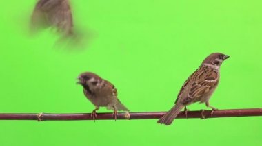 serçeler izolasyonların bir yeşil