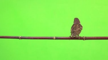 Serçe izolasyonların bir yeşil