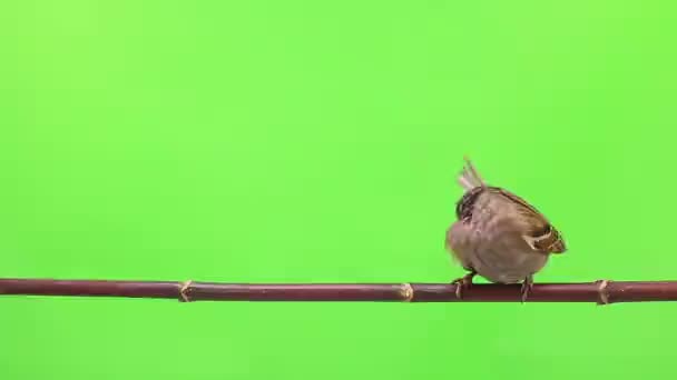 Vrabci izolace na zelené — Stock video