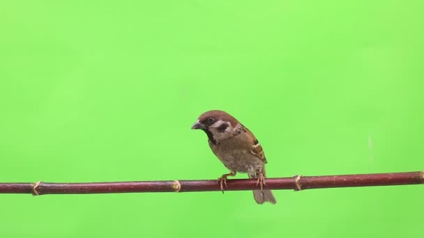 Sparrow isoleringar på en grön — Stockvideo