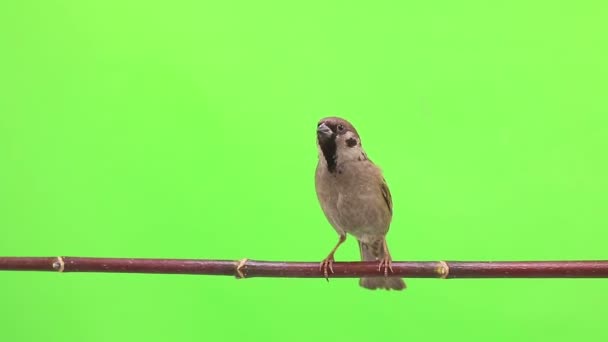 Sparrow isoleringar på en grön — Stockvideo