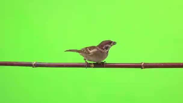 Isolations de moineau sur un vert — Video