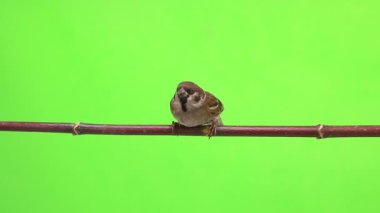 Serçe izolasyonların bir yeşil