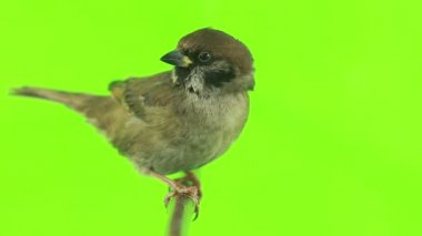 Serçe izolasyonların bir yeşil