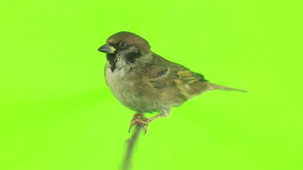 Sparrow isolations on a green — Stock Video