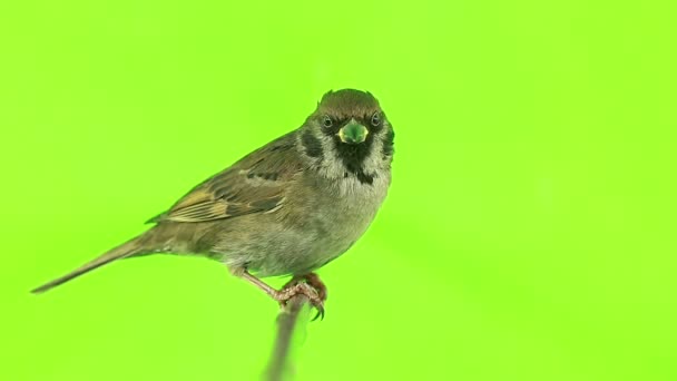 Sparrow isoleringar på en grön — Stockvideo