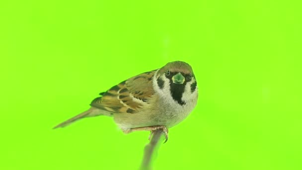 Sparrow isolations on a green — Stock Video