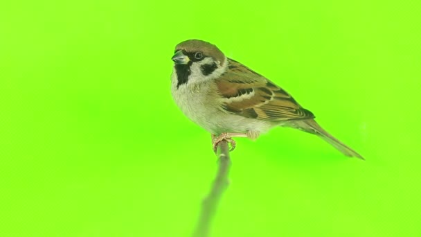 Sparrow izolace na zelené — Stock video