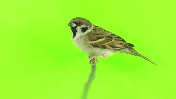 Mus isolatie op een groen — Stockvideo