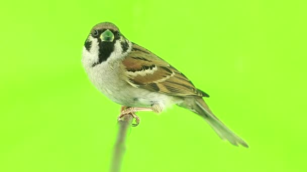 Sparrow isolations on a green — Stock Video