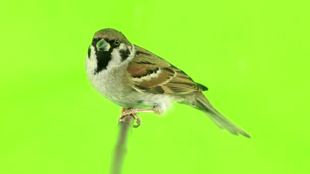 Sparrow isolations on a green — Stock Video