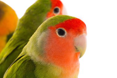 bir portre cennet papağanı 