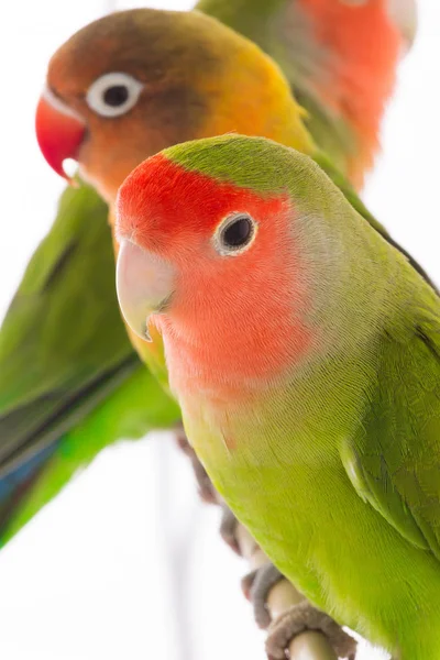 Um pombo-amor retrato — Fotografia de Stock