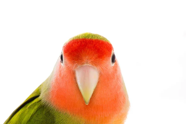Portrét lovebird — Stock fotografie