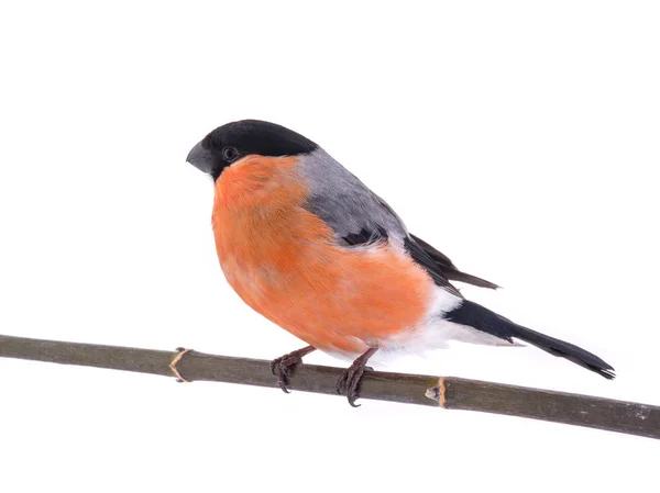 Bullfinch en un blanco — Foto de Stock